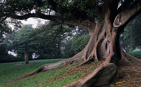 Royal Botnical Gardens